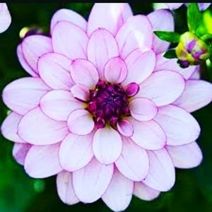 Meet your Posher, Skyler